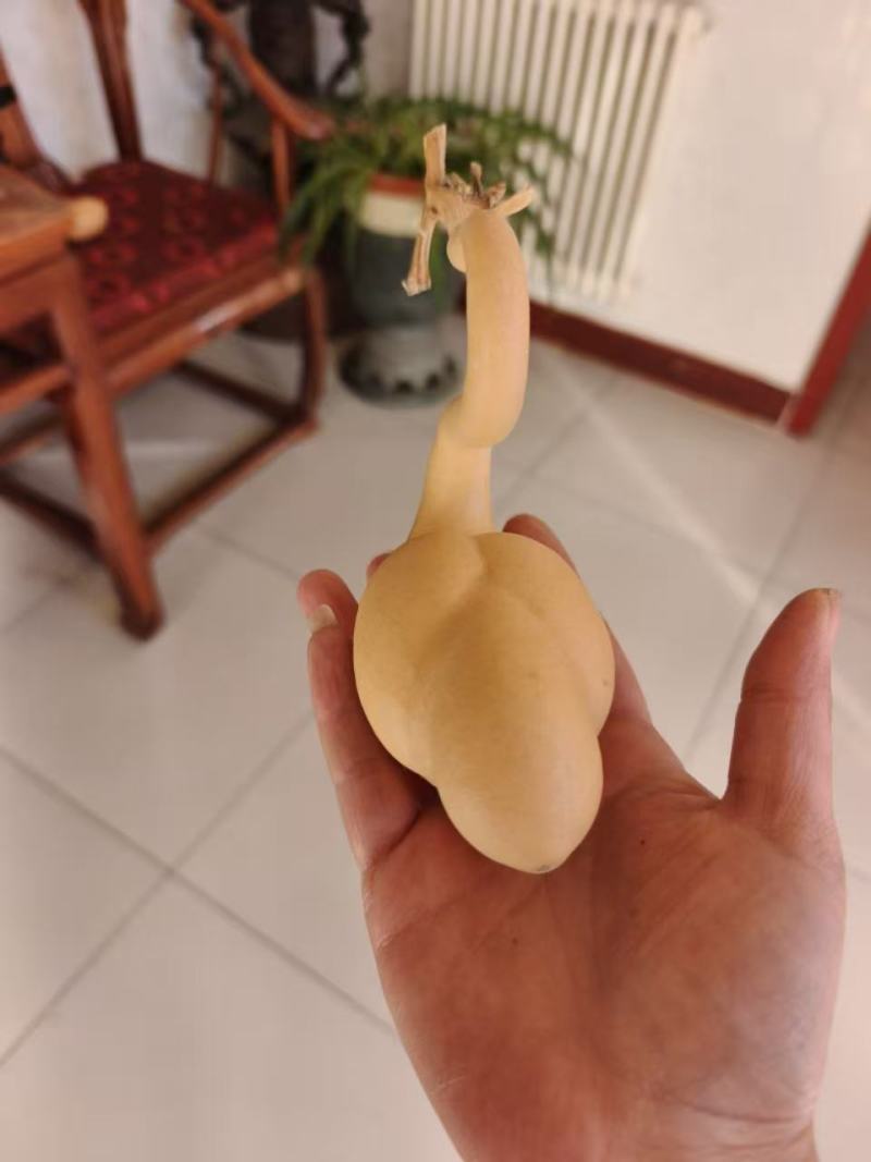 天鹅葫芦精品皮质醇厚表面光滑无瑕疵