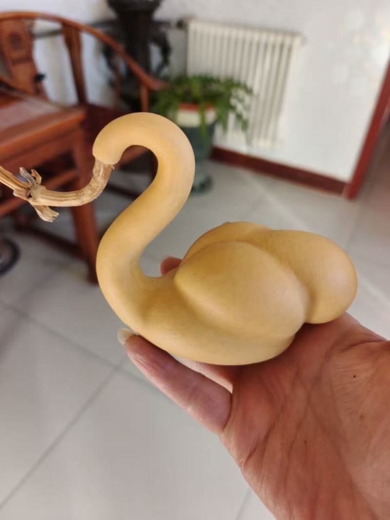 天鹅葫芦精品皮质醇厚表面光滑无瑕疵