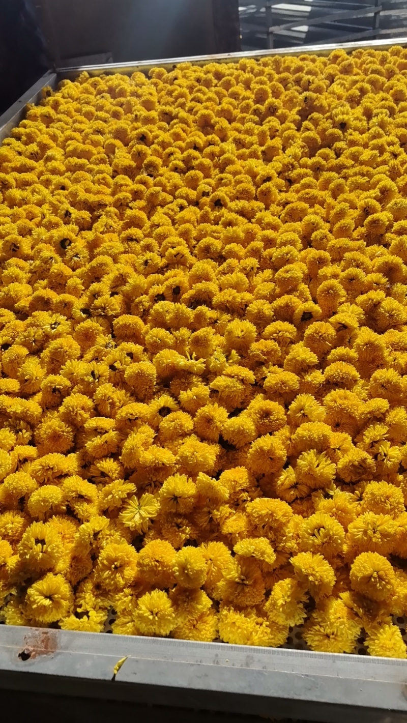 陶菊干货
