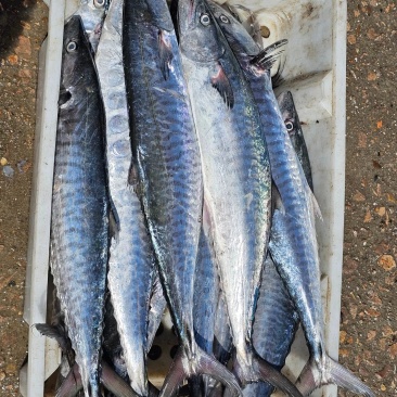 渤海湾燕尾鲅