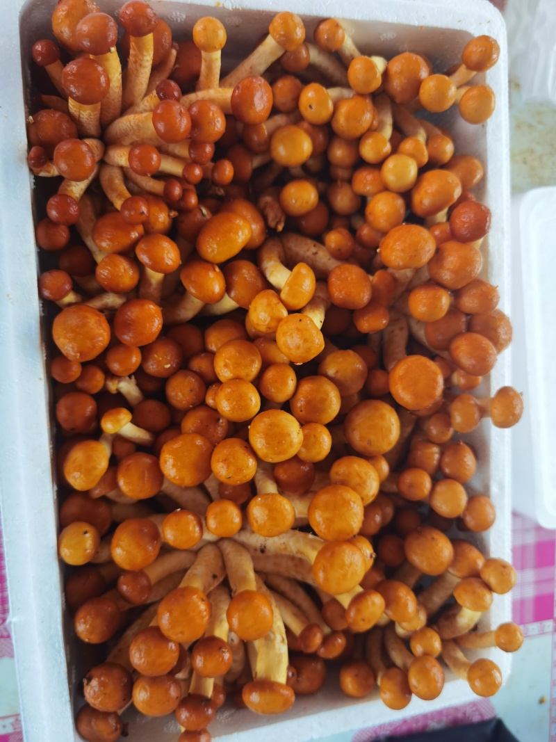 辽宁省庄河市滑子菇