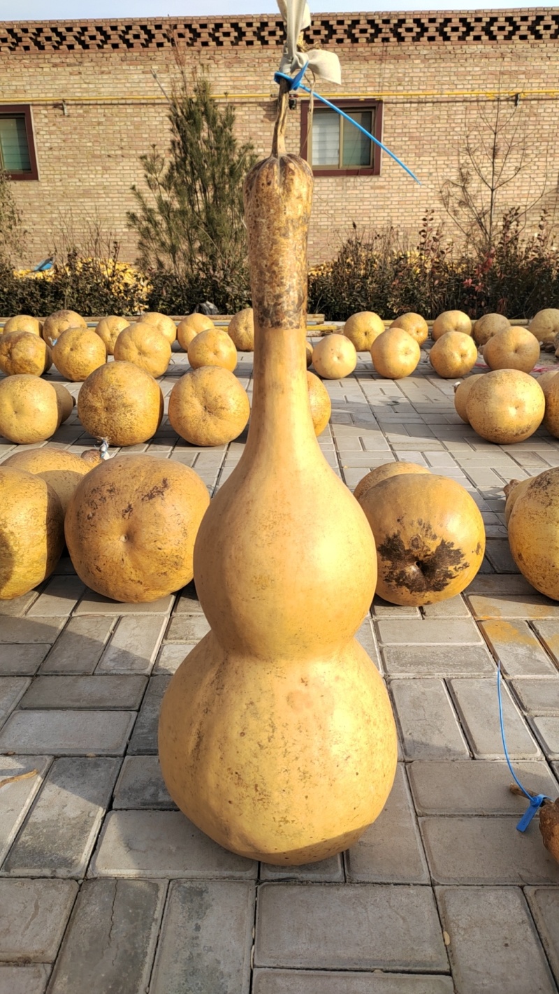 山西大葫芦