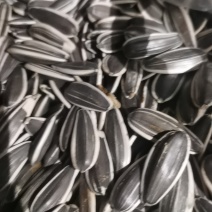 三瑞10号葵花籽