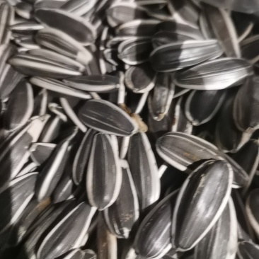 三瑞10号葵花籽