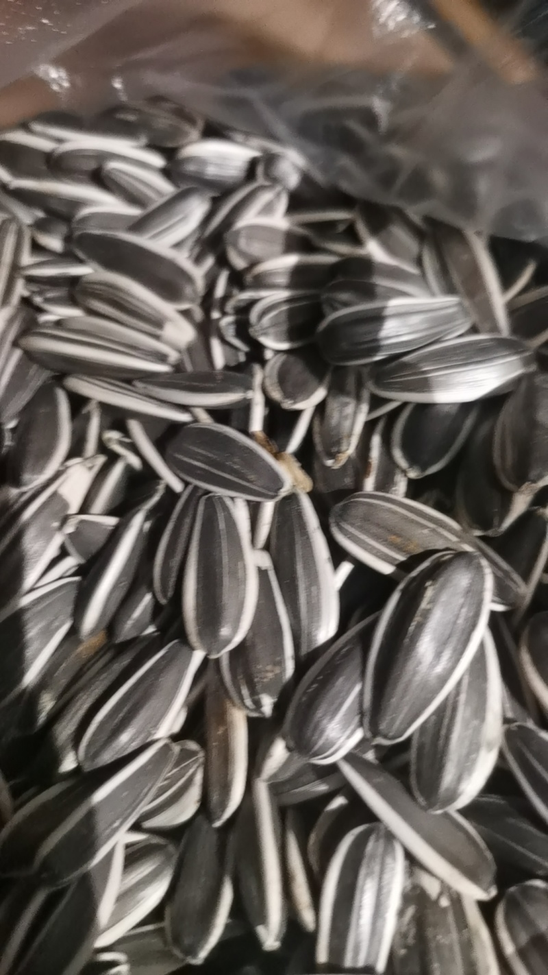 三瑞10号葵花籽