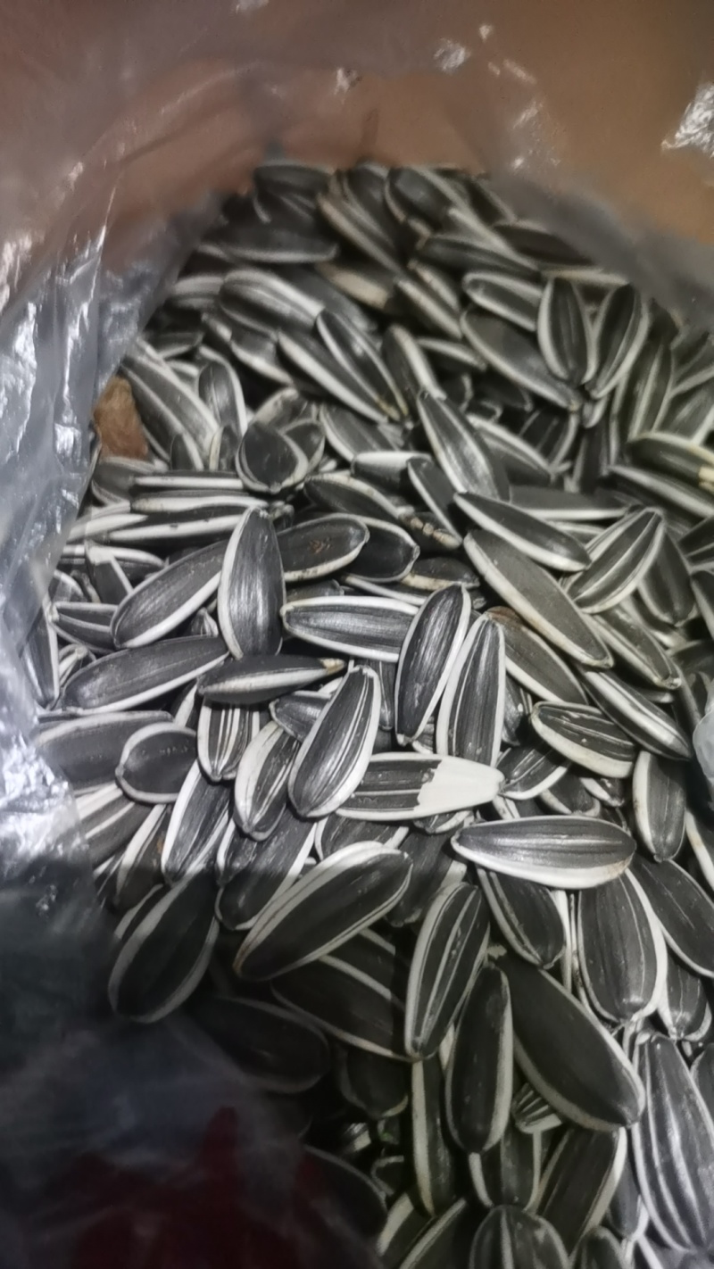 三瑞10号葵花籽