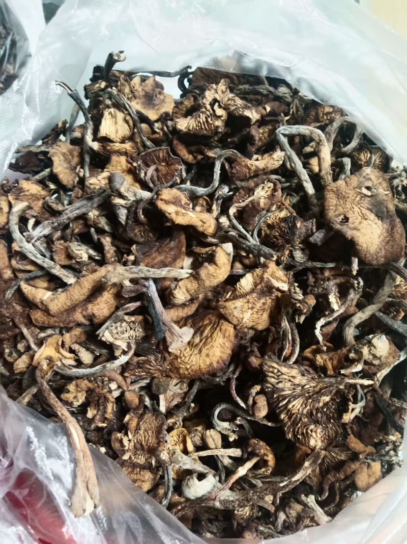 纯纯的野生榛蘑