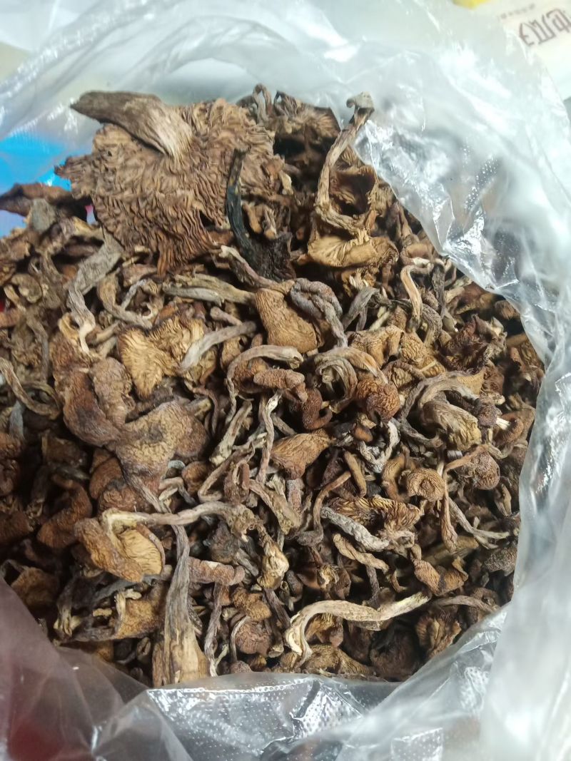 纯纯的野生榛蘑