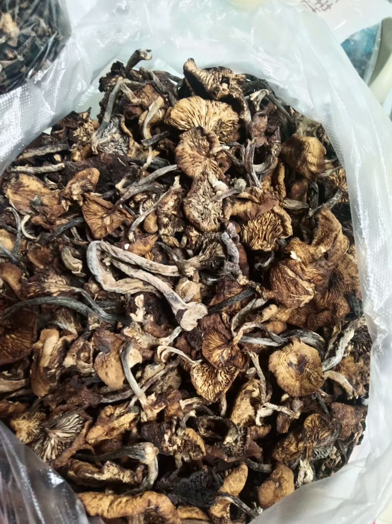 纯纯的野生榛蘑