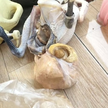 鸡黄