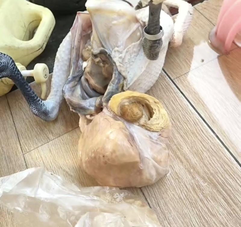 鸡黄