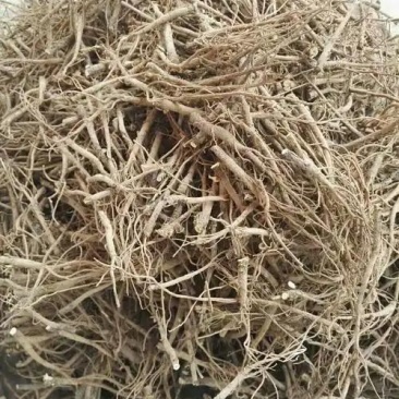 中药材自家种植柴胡
