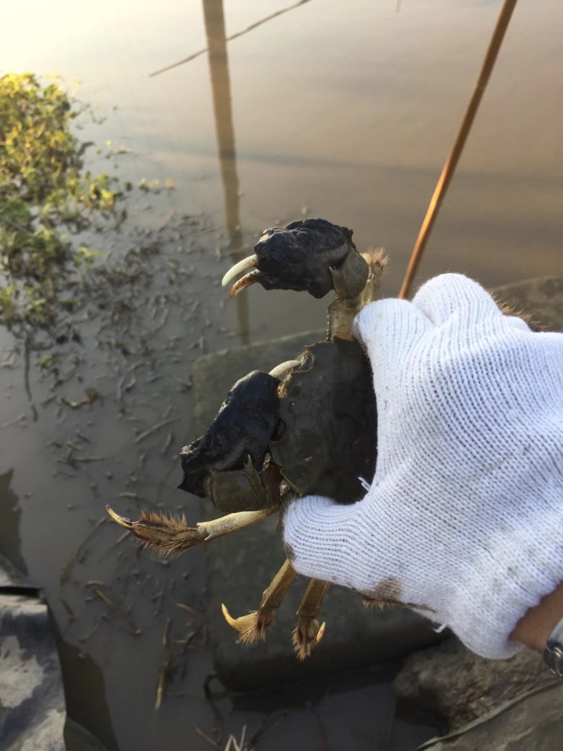 水产螃蟹