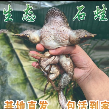 开化活水养殖石蛙