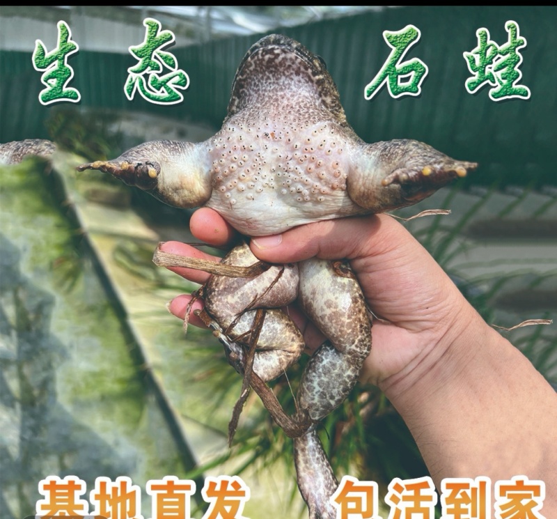 开化活水养殖石蛙