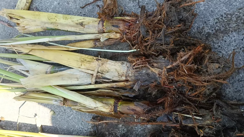 浙江茭白苗