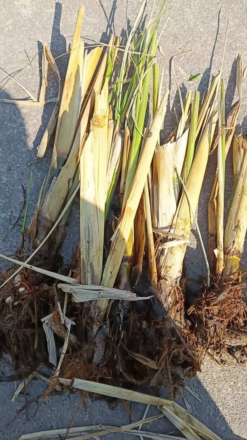 浙江茭白苗