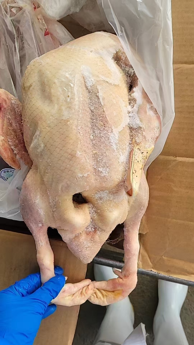 厂家冻品老种鸭子单只5斤2吨