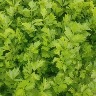 芹菜