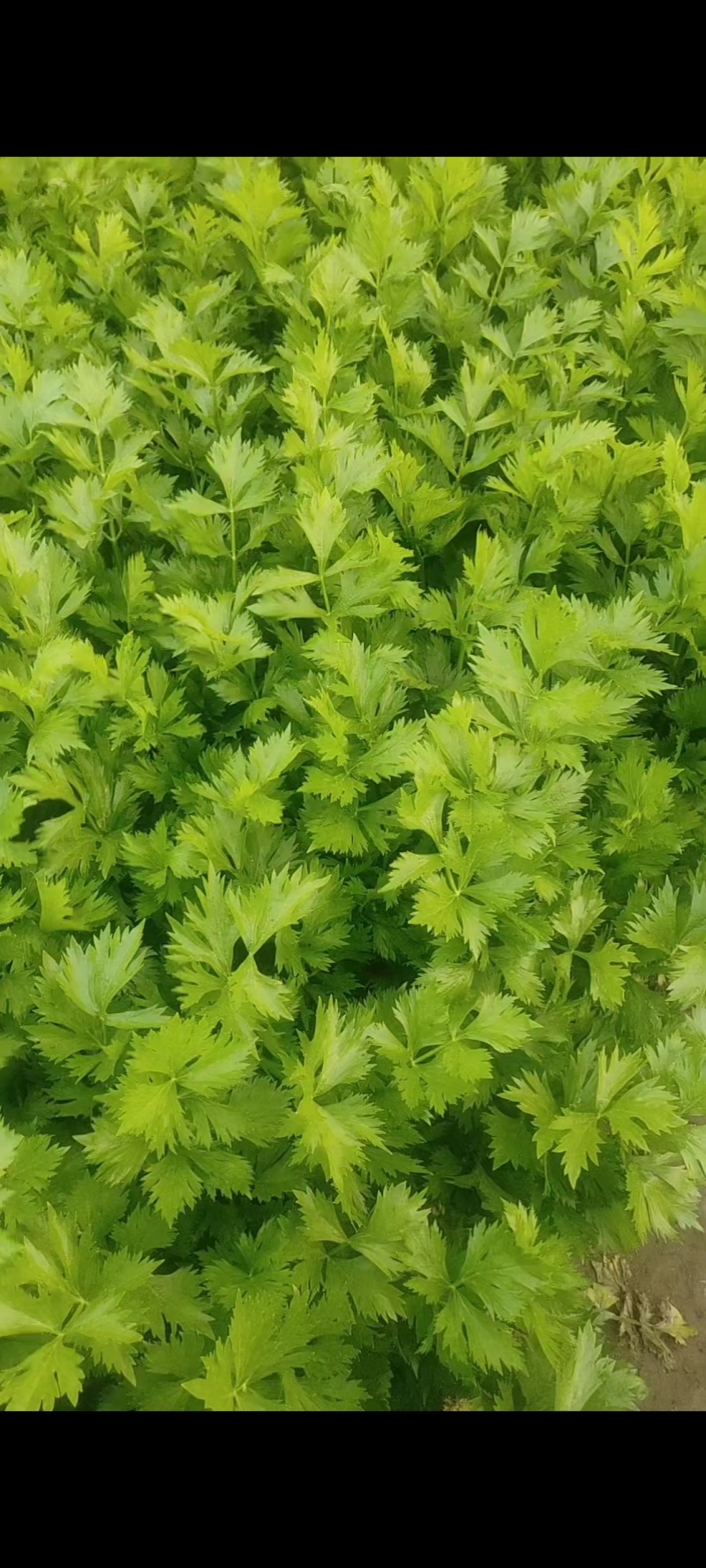 芹菜