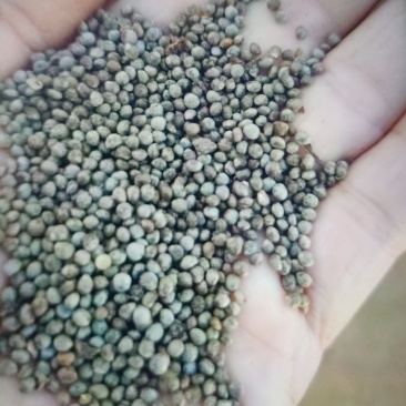 当年苏子，自家种的，数量有限，可以约到其它货主。