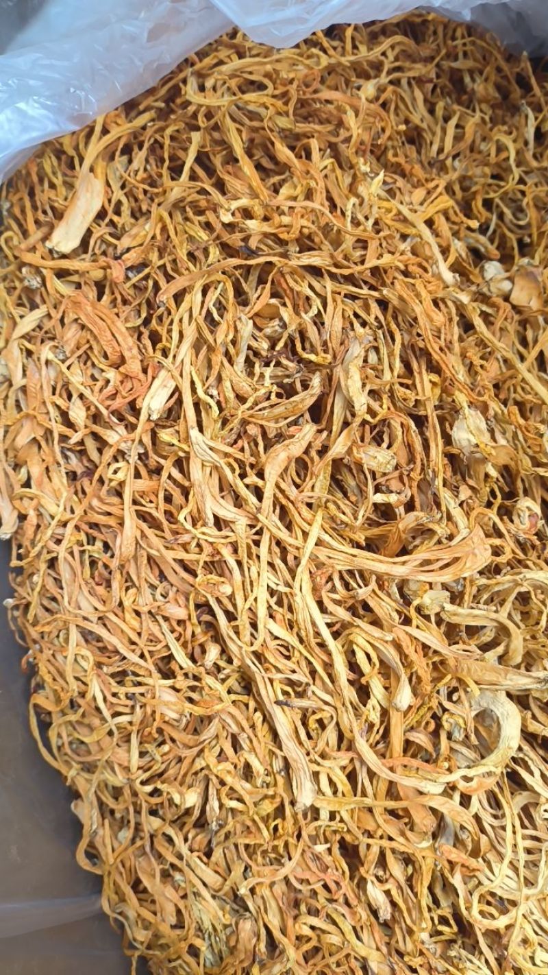 虫草花