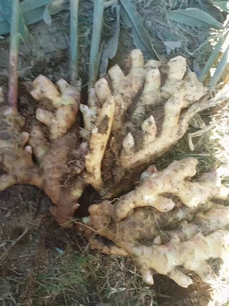 小黄姜