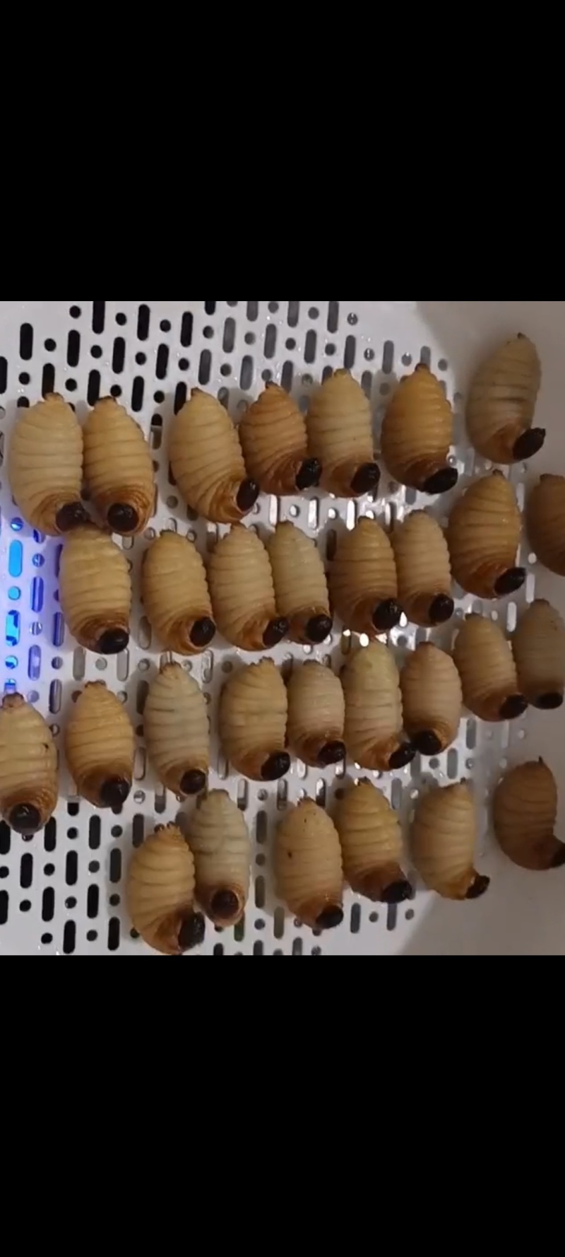 竹虫