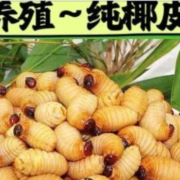 竹虫