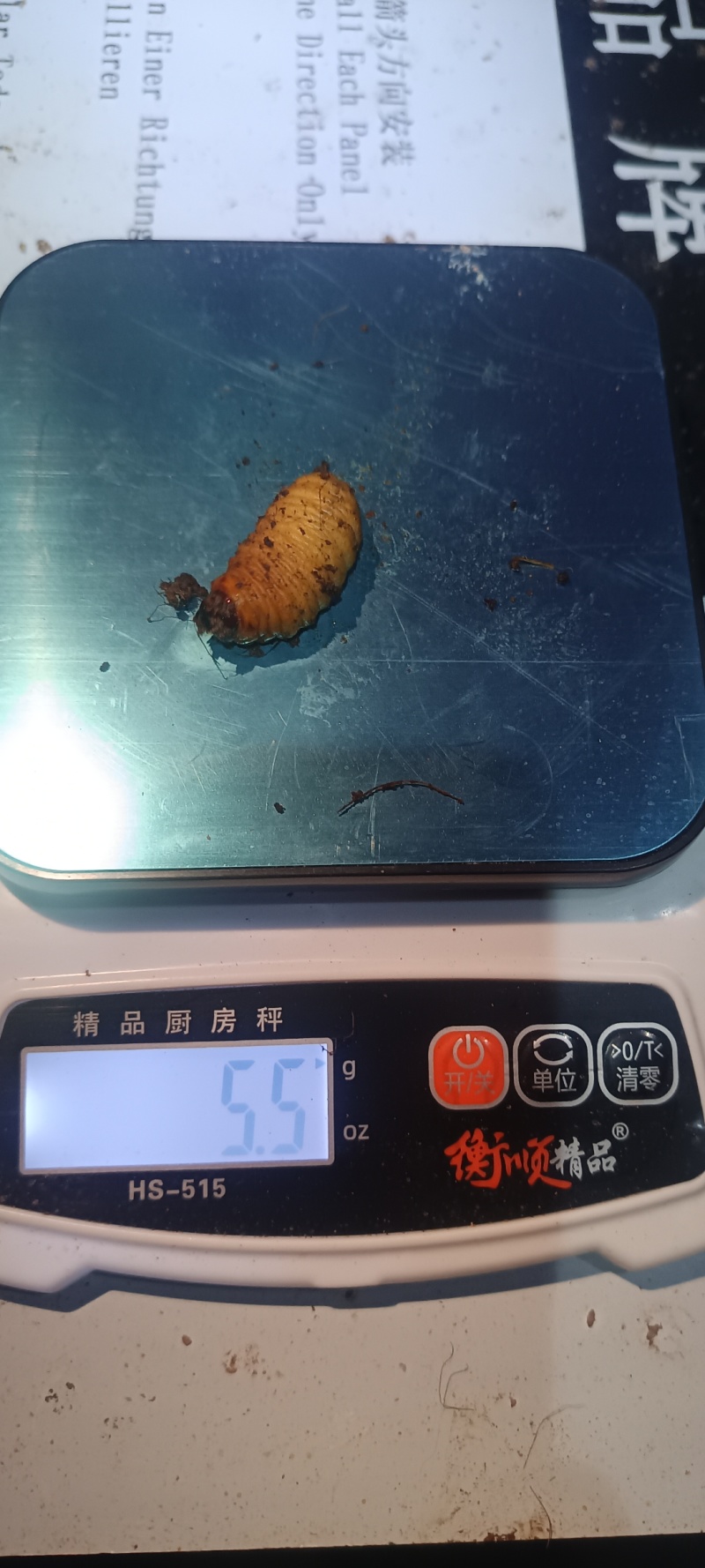 竹虫