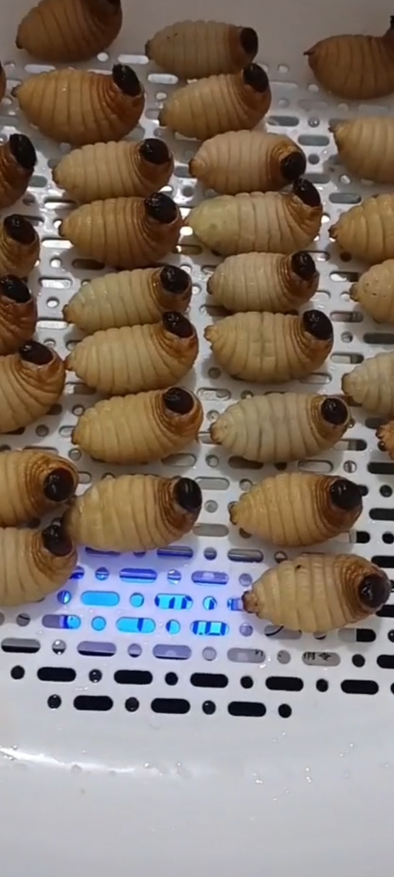 竹虫