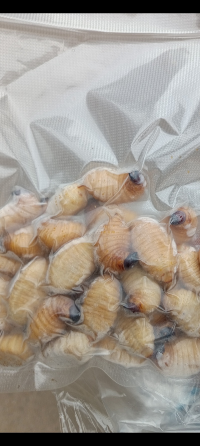 竹虫