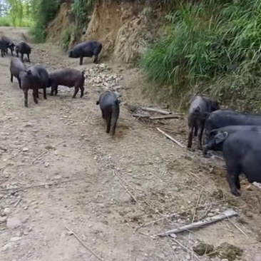 散养跑山黑猪