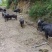 散养跑山黑猪