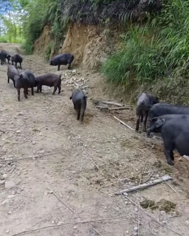 散养跑山黑猪