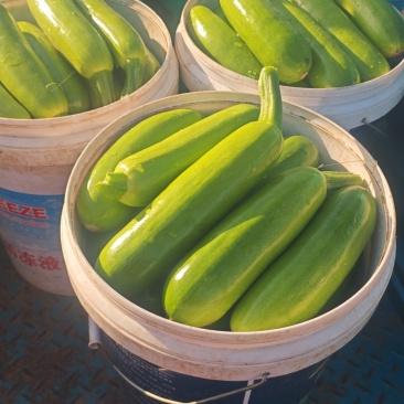 暖棚西葫芦