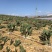 仙人掌🌵种苗