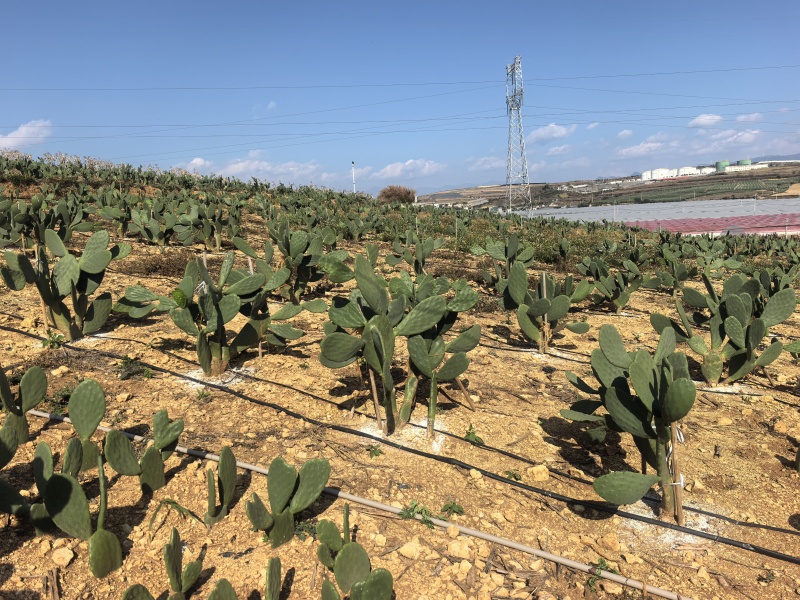 仙人掌🌵种苗