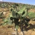 仙人掌🌵种苗