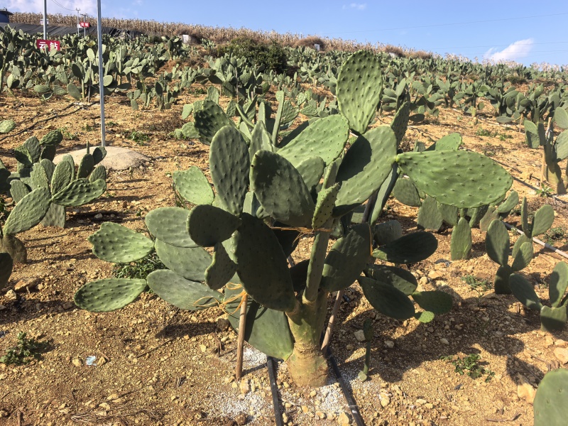 仙人掌🌵种苗
