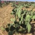 仙人掌🌵种苗