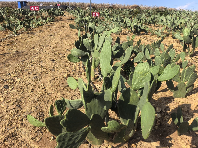 仙人掌🌵种苗
