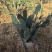 仙人掌🌵种苗