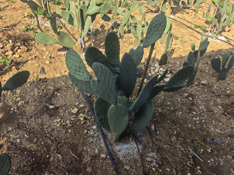 仙人掌🌵种苗