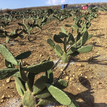 仙人掌🌵种苗