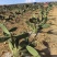 仙人掌🌵种苗