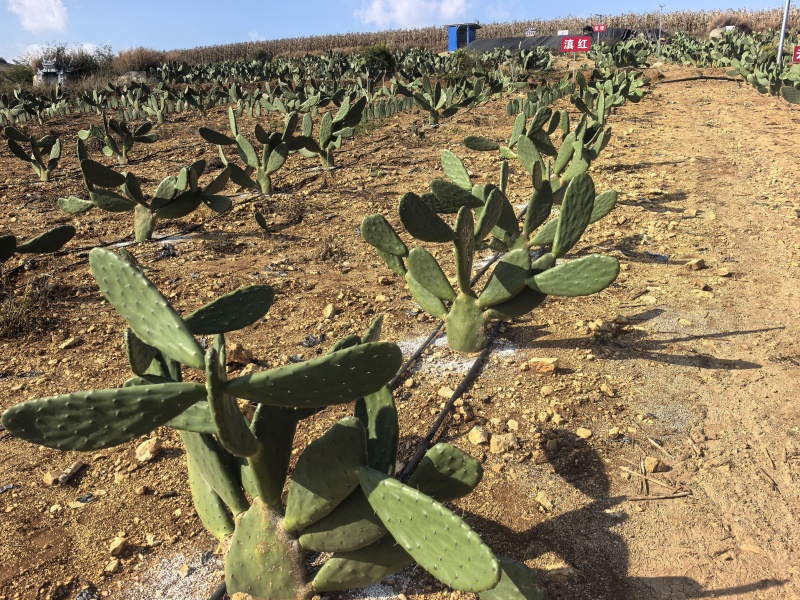 仙人掌🌵种苗
