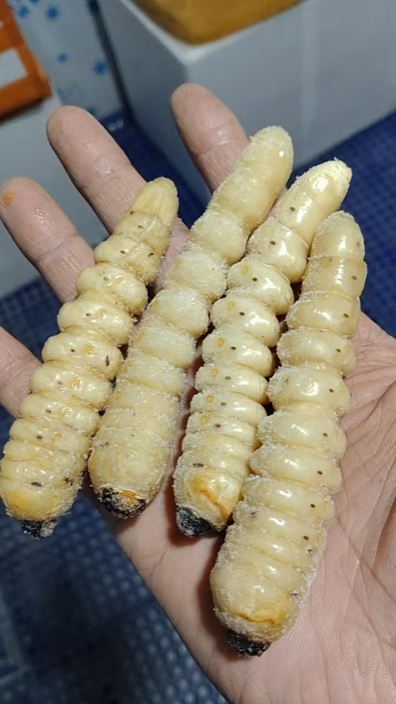 竹虫—***，富含蛋白质