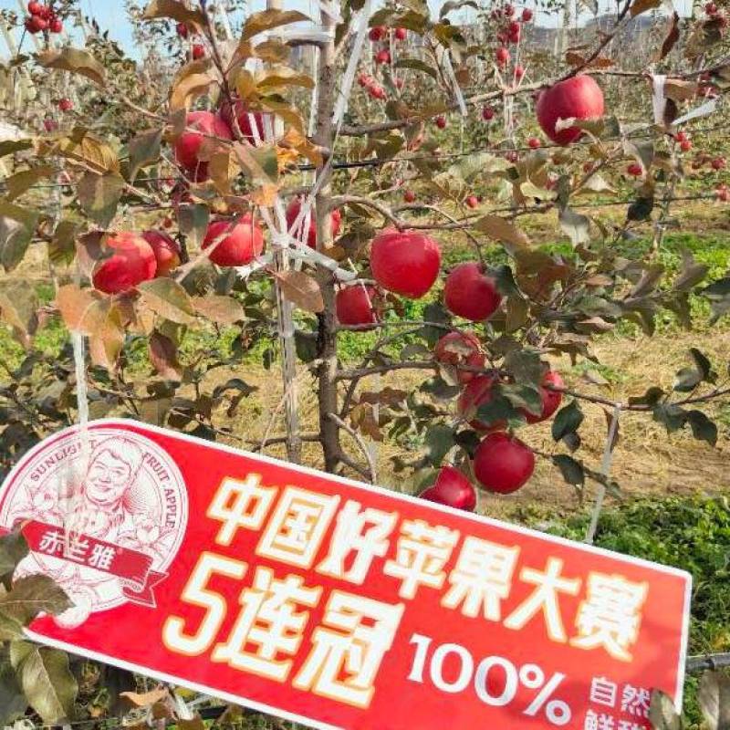 赤兰雅苹果轻奢礼盒8头70果净重2.6斤买五件送一件