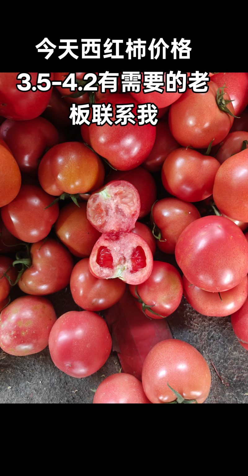 硬粉西红柿